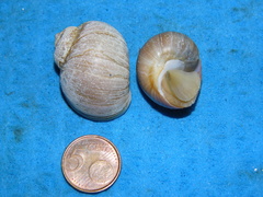 Cryptonatica affinis