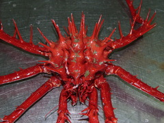 Neolithodes grimaldii