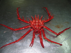 Neolithodes grimaldii