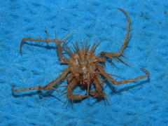 Neolithodes grimaldii
