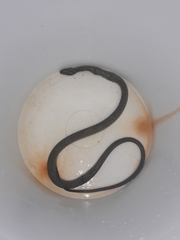 Drymobius margaritiferus image