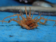 Neolithodes grimaldii