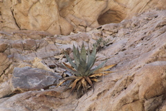 Agave turneri