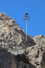 Agave turneri
