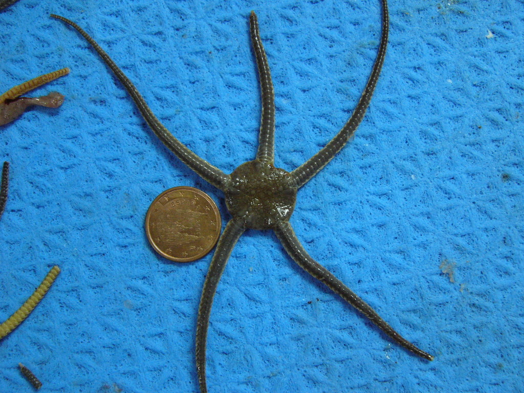 Notched Brittle Star