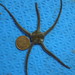 Notched Brittle Star - Photo (c) Gonzalo Mucientes Sandoval, some rights reserved (CC BY-NC-SA), uploaded by Gonzalo Mucientes Sandoval
