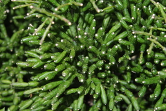 Rhipsalis burchellii