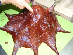 Opisthoteuthis