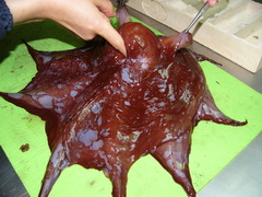 Opisthoteuthis
