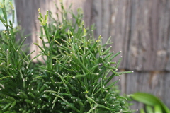 Rhipsalis burchellii