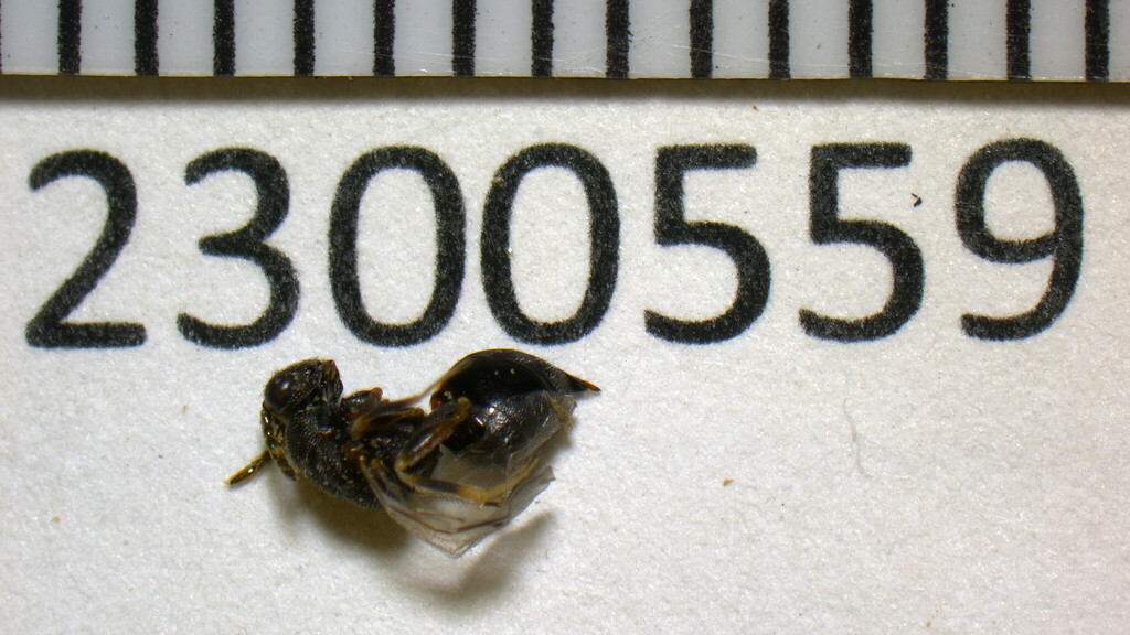 Eurytoma californica
