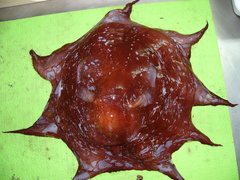 Opisthoteuthis