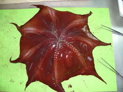 Opisthoteuthis