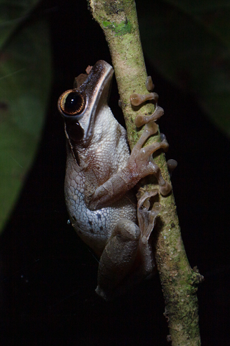 Rana de Casco Arborea, Osteocephalus planiceps
