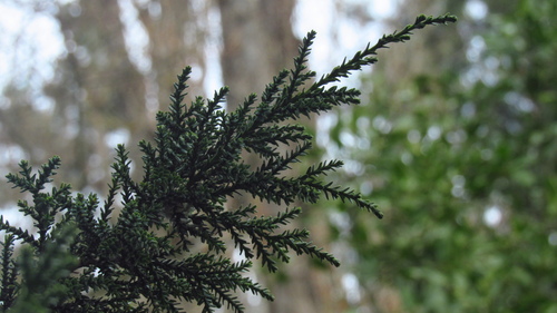 Image of Fitzroya cupressoides by (c) Sofía Rojas, some rights reserved (CC BY)