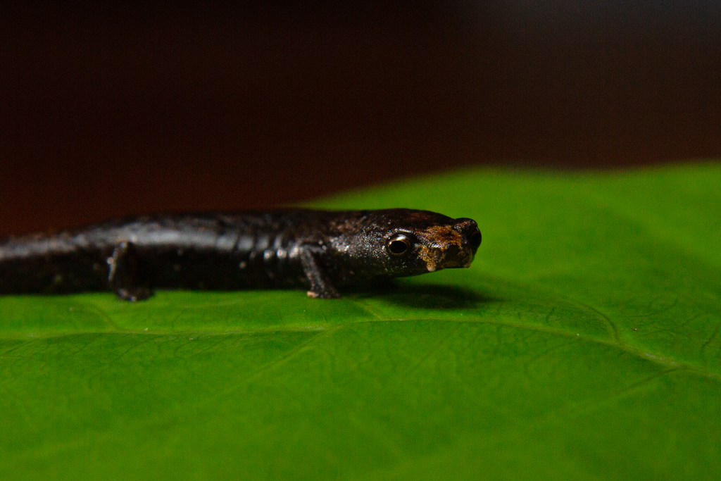 Madeira Mushroomtongue Salamander