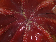 Opisthoteuthis