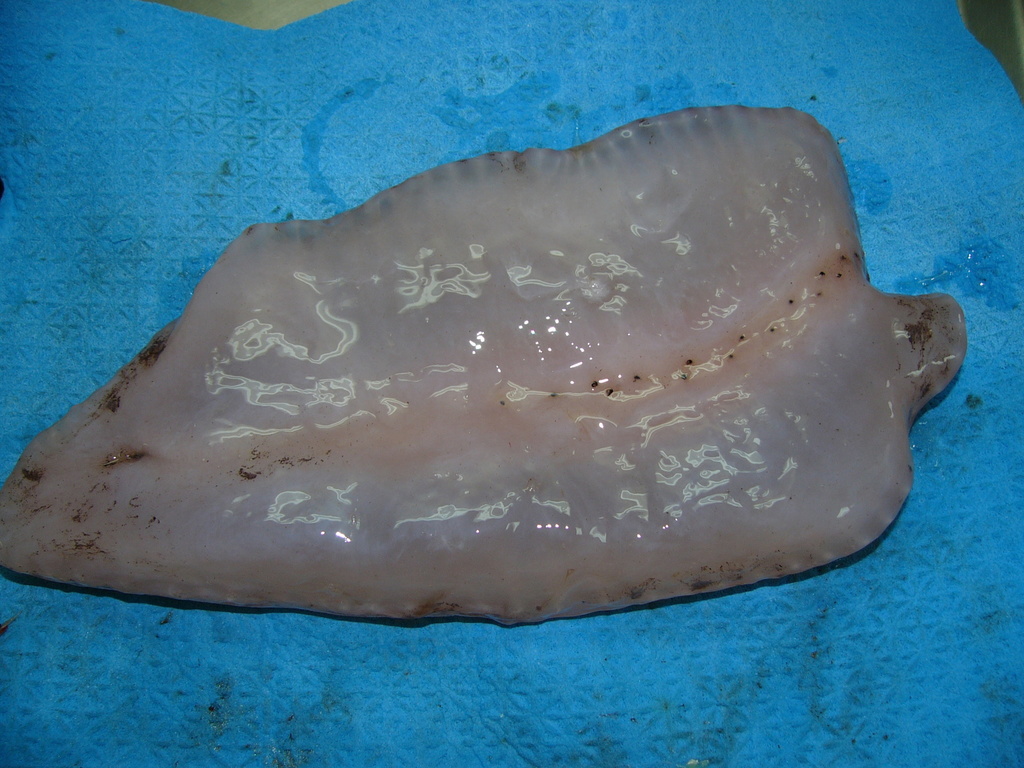 Paelopatides gigantea
