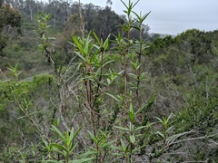 Diplacus × australis