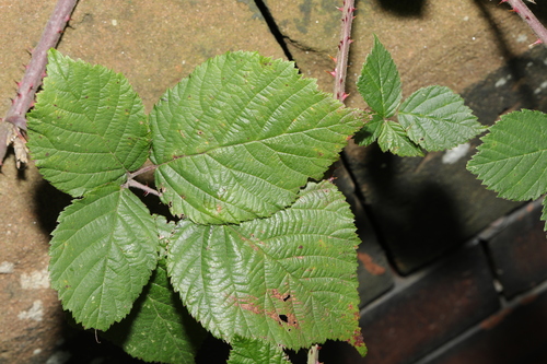 Image of Rubus vestitus by no rights reserved