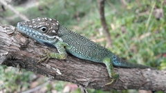 Flat Andes Anole photo 2