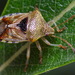 Parent Bug - Photo (c) Иван Тисленко, some rights reserved (CC BY-NC), uploaded by Иван Тисленко