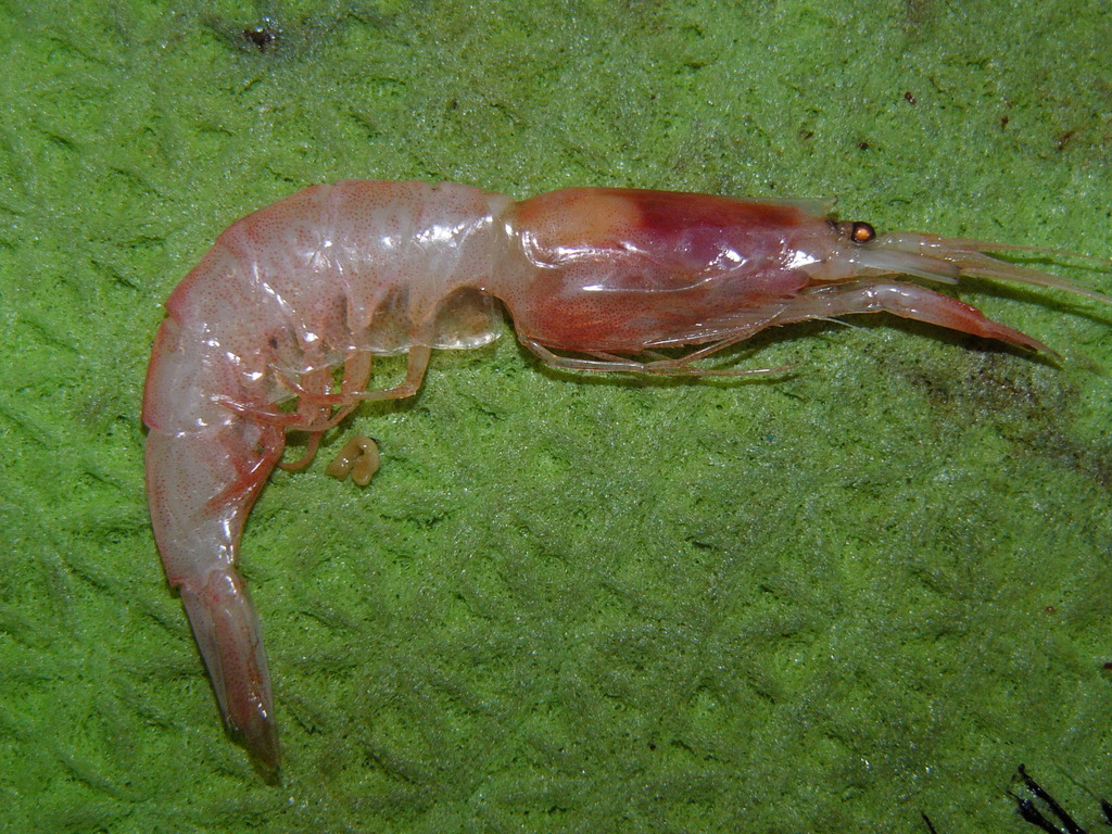 Pink Glass Shrimp
