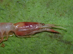 Pasiphaea multidentata