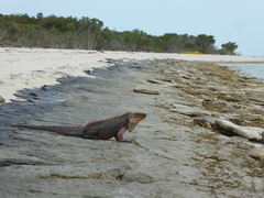 Cyclura cychlura