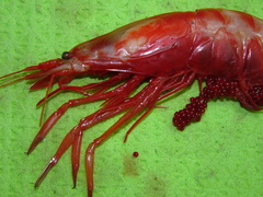 Pasiphaea tarda