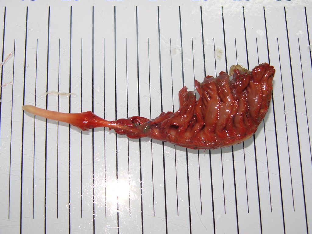 Ptilella grandis