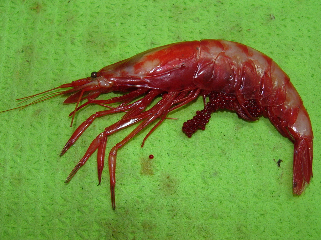 Crimson Pasiphaeid