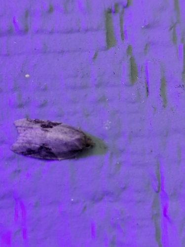MacDunnough's Acleris photo 5