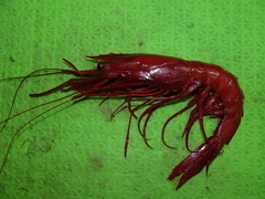 Aristaeopsis edwardsiana