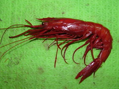 Aristaeopsis edwardsiana