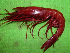 Aristaeopsis edwardsiana