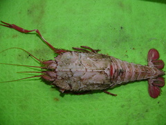 Stereomastis sculpta