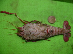 Stereomastis sculpta