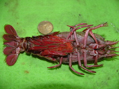 Stereomastis sculpta