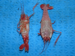 Stereomastis sculpta