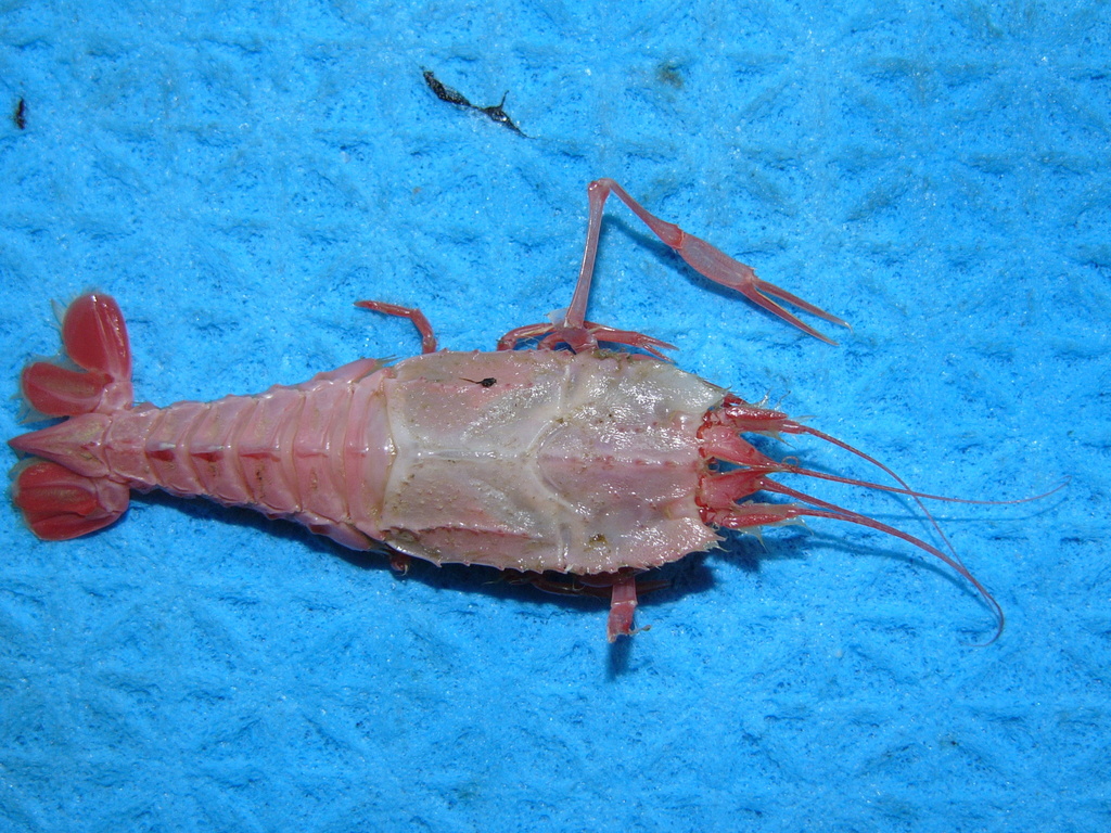 Stereomastis nana
