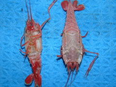 Stereomastis sculpta