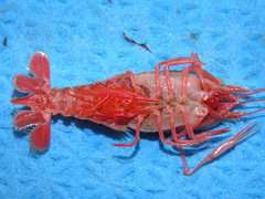 Stereomastis sculpta