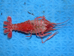 Stereomastis sculpta