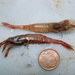 Norwegian Shrimp - Photo (c) Gonzalo Mucientes Sandoval, some rights reserved (CC BY-NC-SA), uploaded by Gonzalo Mucientes Sandoval