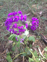 Pericallis × hybrida