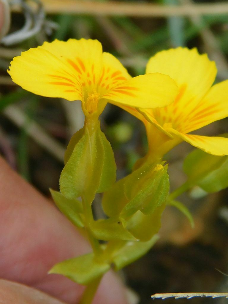 Hannah's Yellowwort