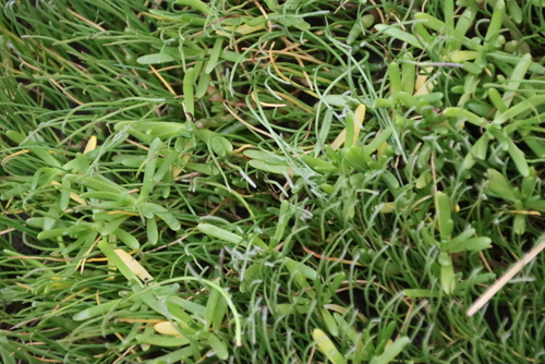 Image of Plantago carnosa by (c) Tony Rebelo, some rights reserved (CC BY-SA)