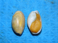 Scaphander punctostriatus