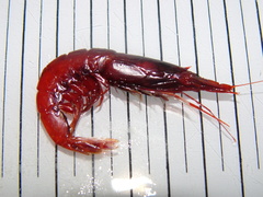 Robustosergia robusta